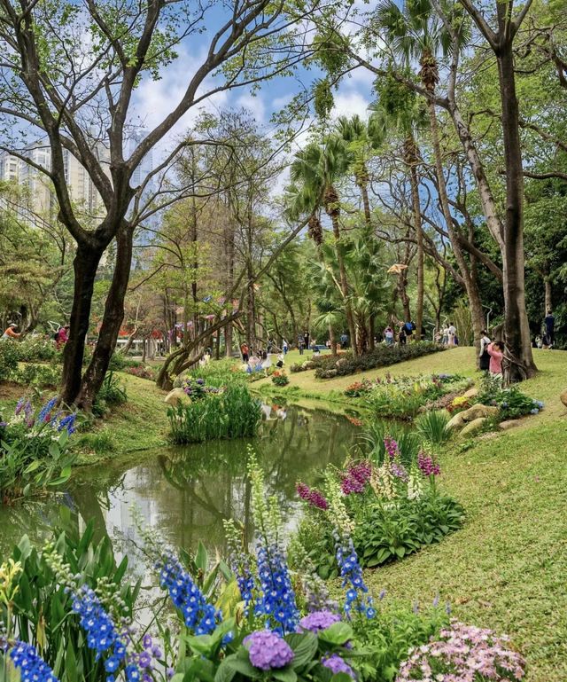 深圳的莫奈花園又開啦！月季花海更美哭了