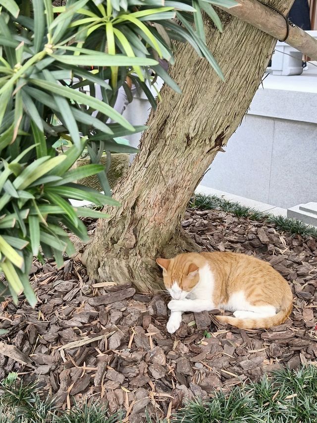 上海玉佛禪寺｜除了求願靈驗還有一個“大橘”的貓