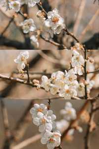 答應我一定要來萝岗看「梅花雪」，錯過等一年