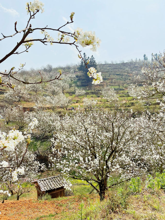 雲南加級寨梨花谷，據說盛花期到了