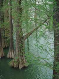 植物園 | 鏡頭下的春和景明