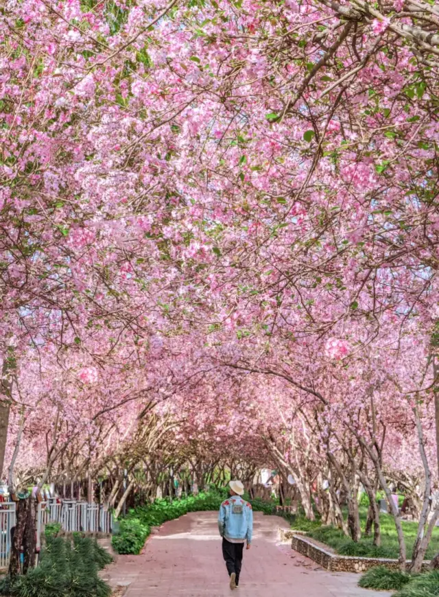 Kunming is so romantic that I've found the 'Begonia Boulevard' leading to spring