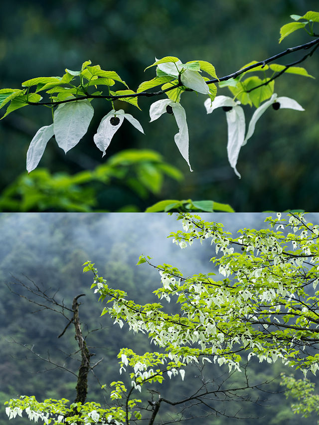 龍苍溝3日遊踏春，推薦幾個有趣的賞花目的地