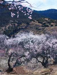 嘎拉村桃花朵朵開