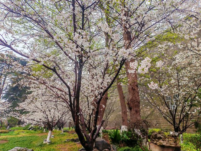 雞鳴寺櫻花大道賞櫻攻略-花期時間短，賞花要趁早