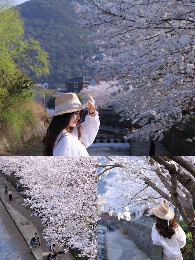 不是日本是寧波！細膩如白雪的櫻花在和鴿村