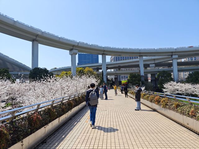 上海賞櫻｜汶水路地鐵站