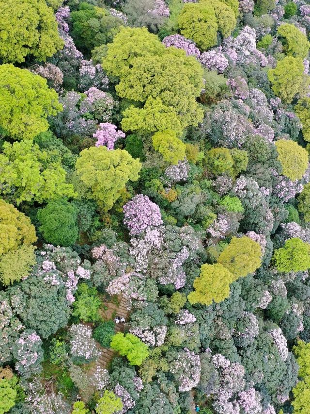 梧桐山毛棉杜鹃花開成海