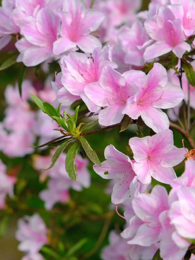 Morning Bliss: A Fragrant Awakening 🌸 🌲 