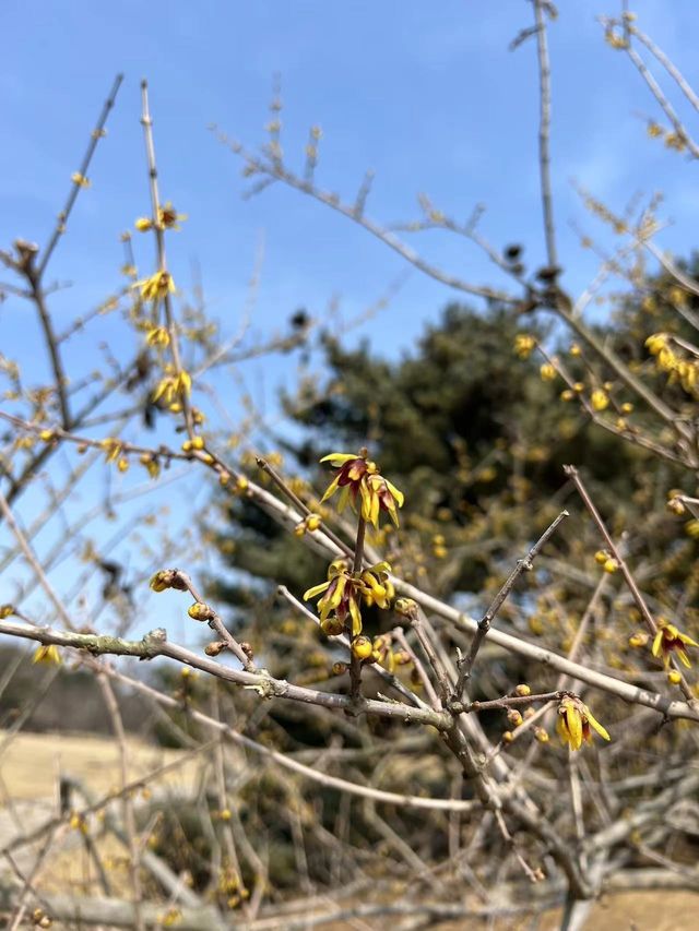青島賞花好去處，人少景美的百花園首當其衝！