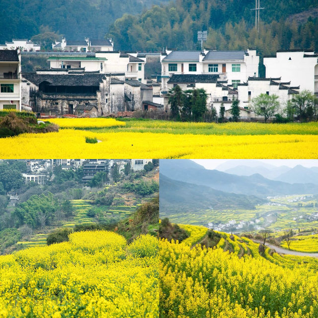 賞花季來了 收攻略啦，今年篁嶺油菜花季不迷路