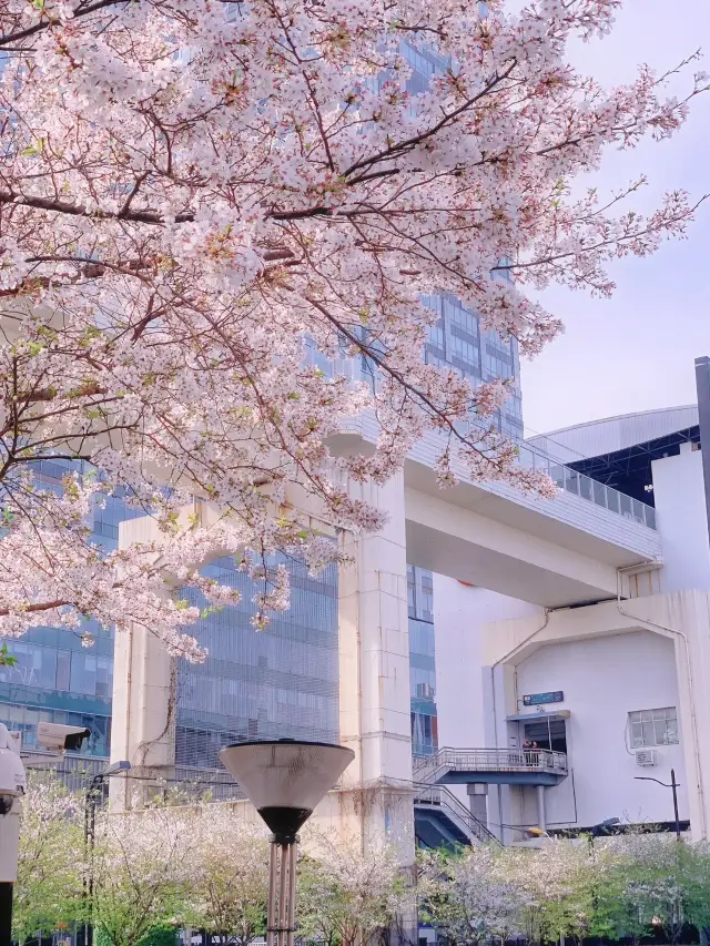 봄으로 가는 기차, 나와 함께 홍구에서 벚꽃을 감상하자