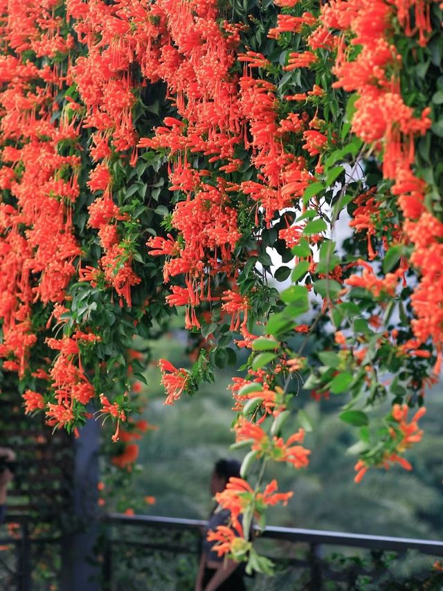 深圳這片玫瑰花海、炮仗花開的正盛～香蜜公園