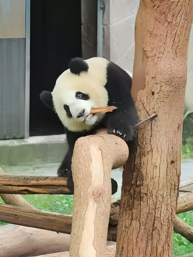 來重慶你不去這些地方你糊塗啊！！！！！