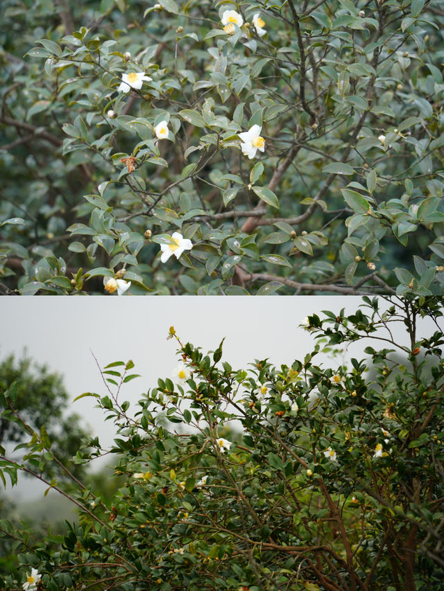 廣州周邊週末洗肺計劃佛山小武功山一日遊