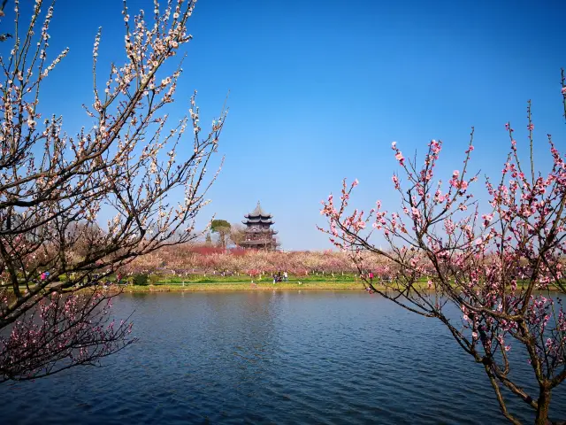 魔都香雪海 | 奉贤海湾折梅花