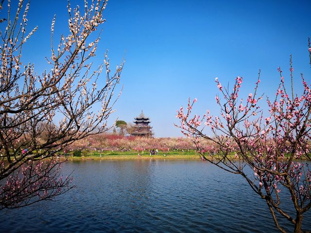 魔都香雪海 | 奉賢海灣折梅花