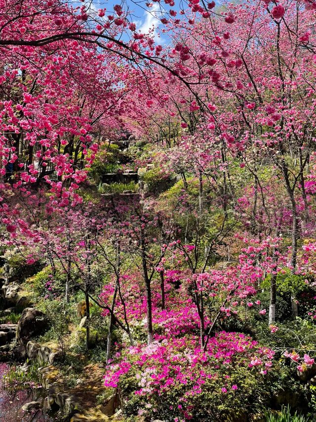 三月櫻花璀璨，又是羨慕大理人的時節