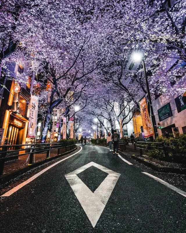 Tokyo, Japan | The cherry trees at night are exceptionally beautiful when illuminated by lights