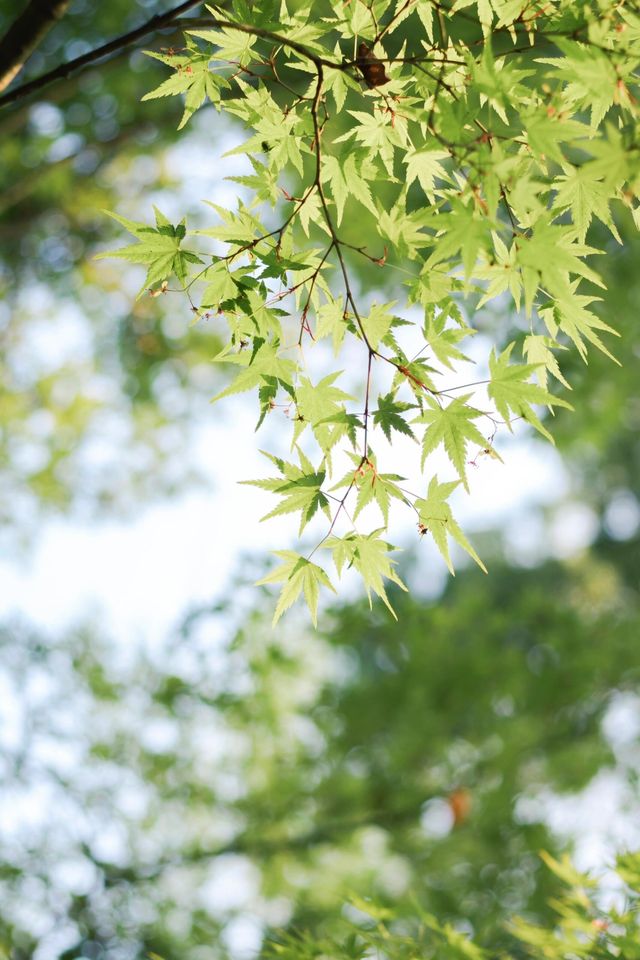 春日散步，沒想到這裡櫻花已開爆