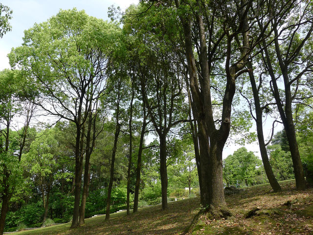 樟林秘境——登高雲山·雲繞迷樟