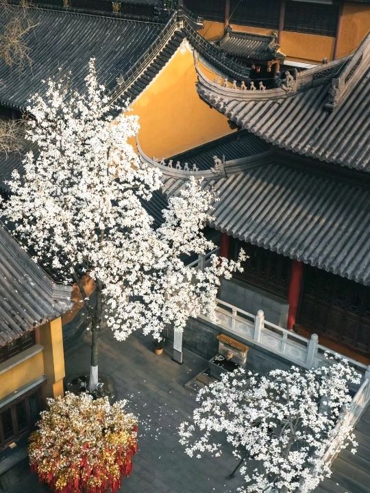 Beautiful Cherry Blossoms in Nanjing ♥️🇨🇳