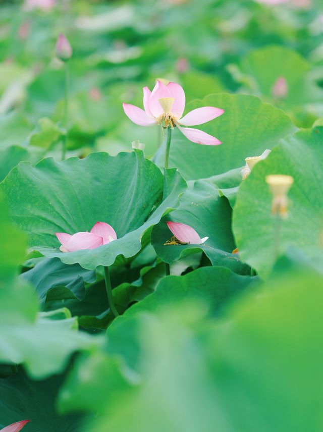 The sole location in Hangzhou where one can freely pluck lotus flowers! Less crowded and niche.