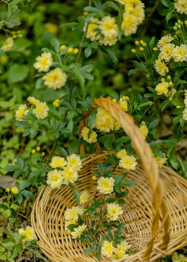 木香花開成瀑布