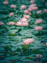 茅家埠的睡蓮開放～杭州版「莫奈花園」到底有多美？