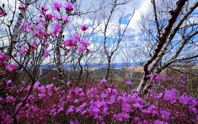 在「罕山父親」的懷抱中怒放：扎魯特的五月鮮花