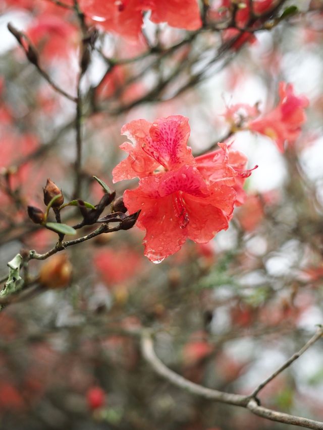 總要去陽明山看一次杜鹃花吧