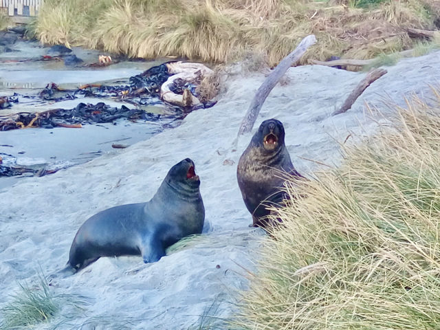 🇳🇿奧塔哥半島｜近距離接觸·企鵝海獅海豹海鳥一次get！