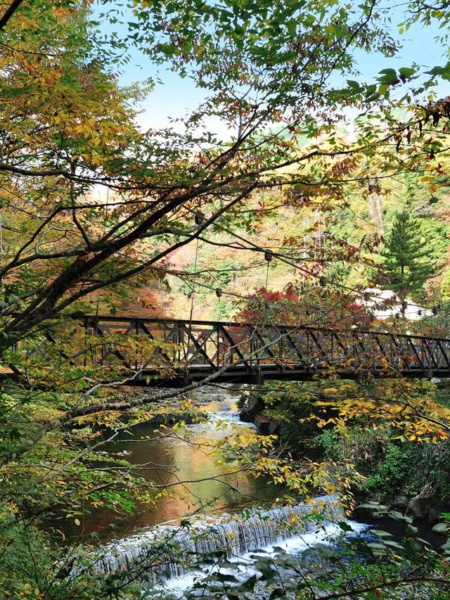 🌟 Hakone's Hidden Gem: Yama No Chaya 🌿🏨