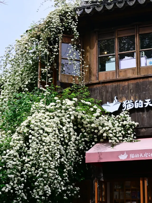 蘇州4月賞花｜四月平江路頂流，木香花開了