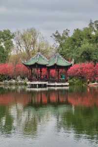 成都地鐵直達免費公園！海棠花已到最佳賞期