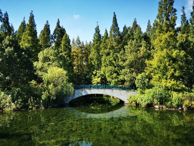 東平國家森林公園是華東地區最大人工森林