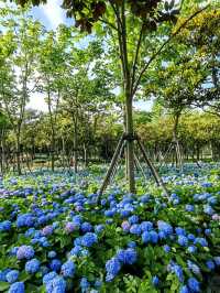 徐匯這個公園不宣傳繡球花海糊塗啊