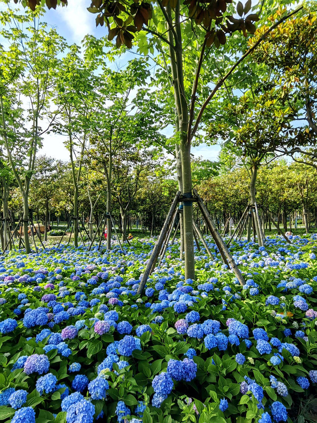 徐匯這個公園不宣傳繡球花海糊塗啊