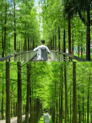 比起植物園，我更喜歡這個免費人少的公園