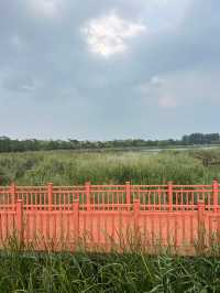 來東營，明月湖國家濕地公園真的不要錯過