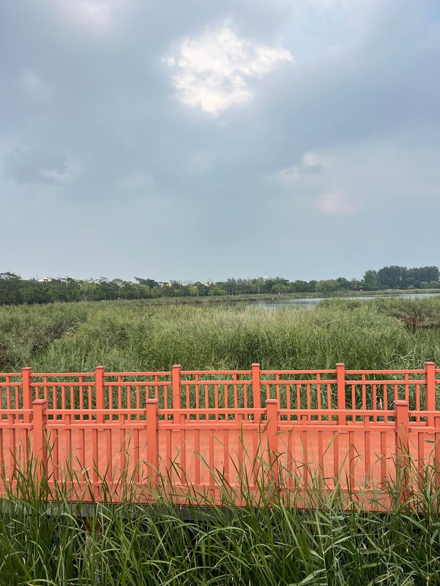 來東營，明月湖國家濕地公園真的不要錯過