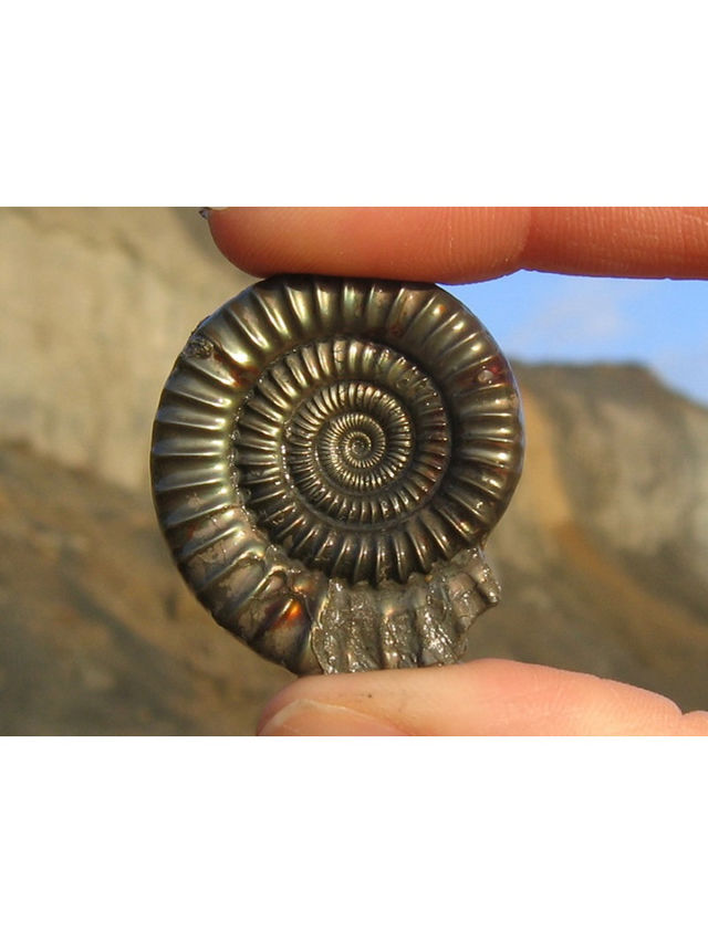 UK Top Fossil Hunting Destinations & My Essential Tips🦖💓