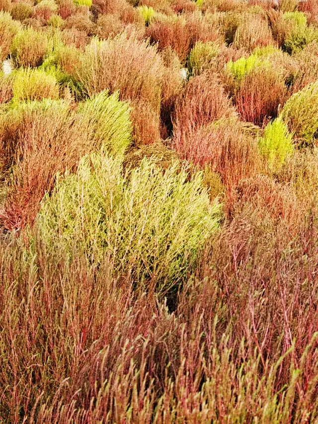 Beijing Autumn Viewing | Visit the Olympic Forest Park to see the red grass and ginkgo forest. 