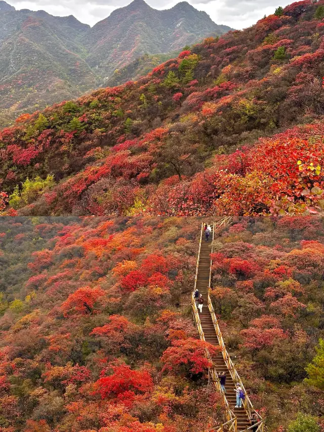 베이징의 무료 단풍 명소.