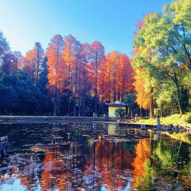 Wuhan botanical garden during fall season 