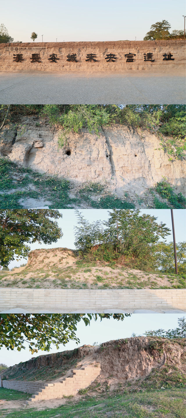 趕上夕陽的尾巴，欣賞粉黛花海。