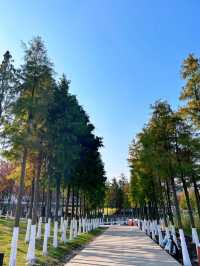 南昌魚尾洲濕地公園。