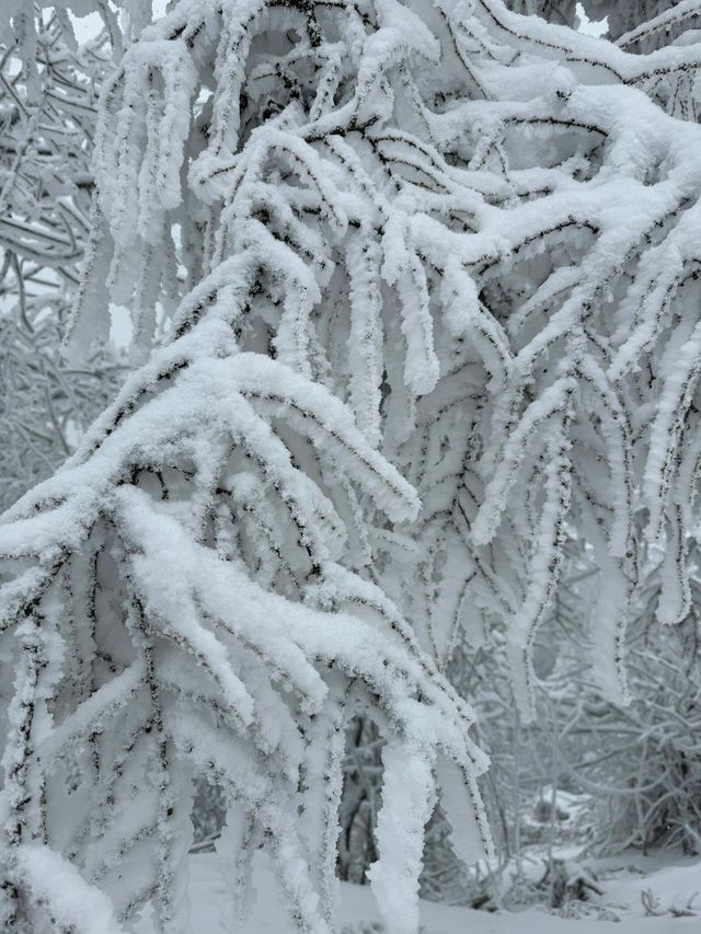 寶雞鳳縣嶺南公園|乘坐秦嶺小火車來看雪。
