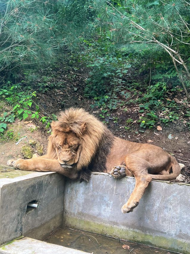 洛陽 ｜ 竹海野生動物園旅遊攻略。