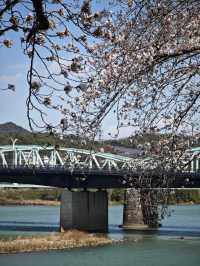 Visit Inuyama Castle during Cherry Blossom Season